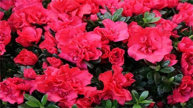 杜鹃扦插不好活？给它套个袋子 花叶突突冒