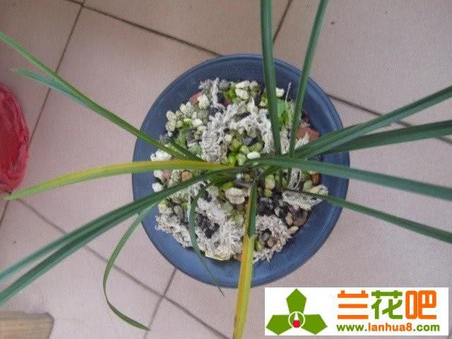 春季兰花要退草