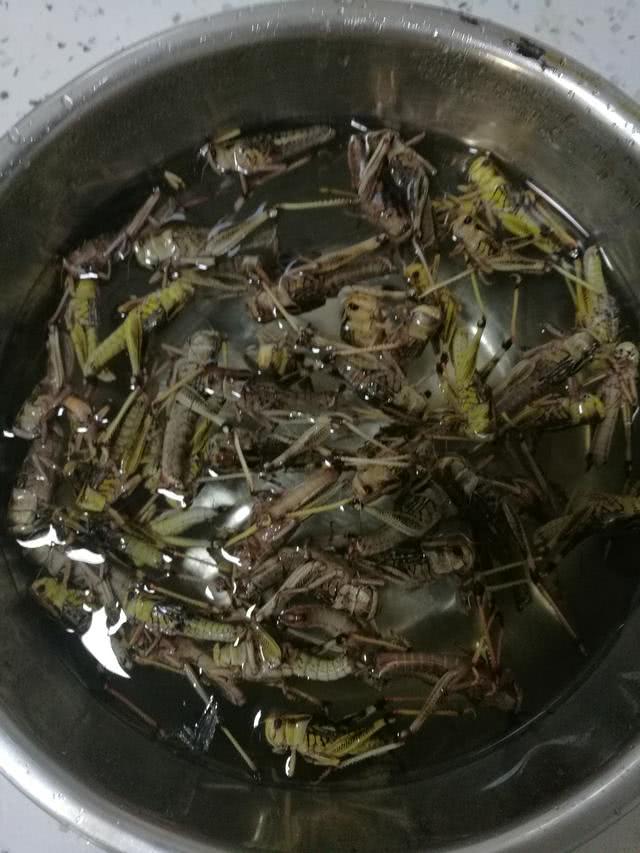 夏季到了这一道美食:油炸蚂蚱 你有吃过吗?