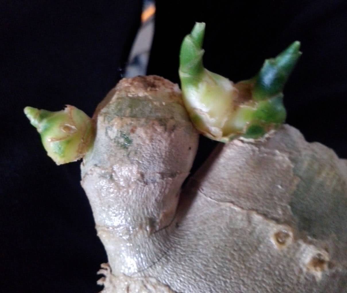 坏掉的大姜 扔进花盆里 长出一盆富贵竹 还能驱蚊虫 一下收获七八斤