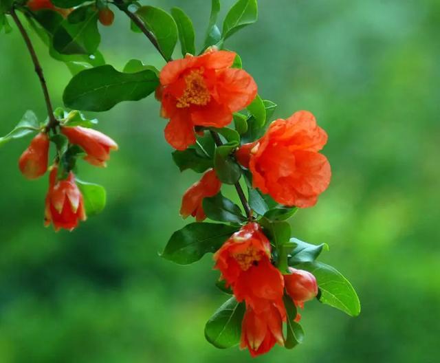 花果共赏祖孙花