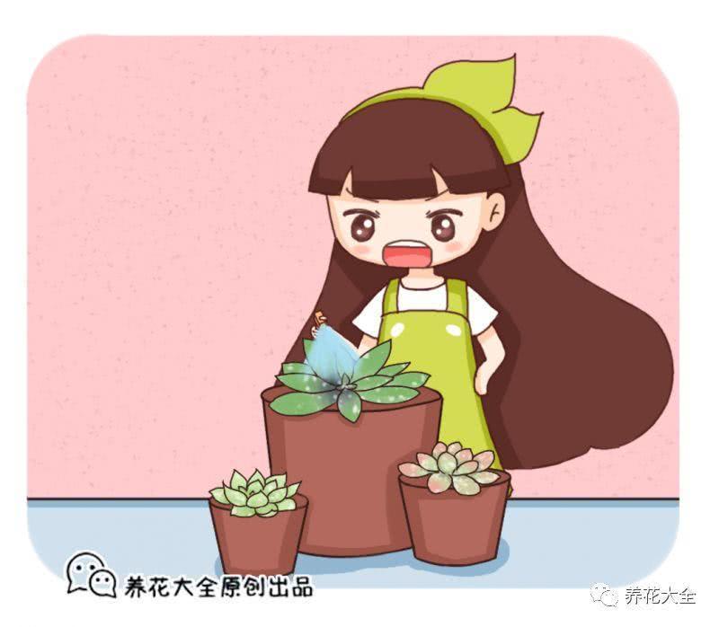 蚧壳虫爬满多肉?学会这几招 肉肉又白又胖