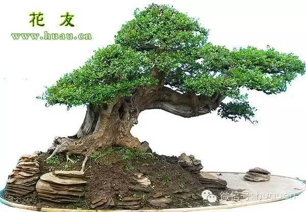 盆景夏季死亡六大原因