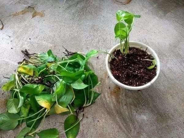 养绿萝出现茎叶发黑腐烂的状况这样处理 轻松得到新的盆栽