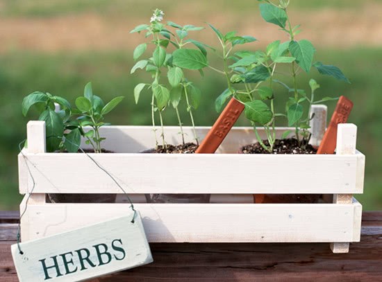 园艺干货来了 家庭园艺知识普及