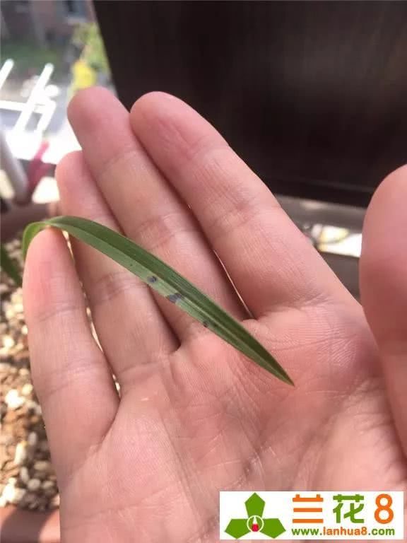 防治兰花叶面出现黑斑的方法