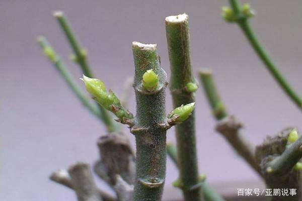 这样给盆栽茉莉花修剪 保证开花多易爆盆