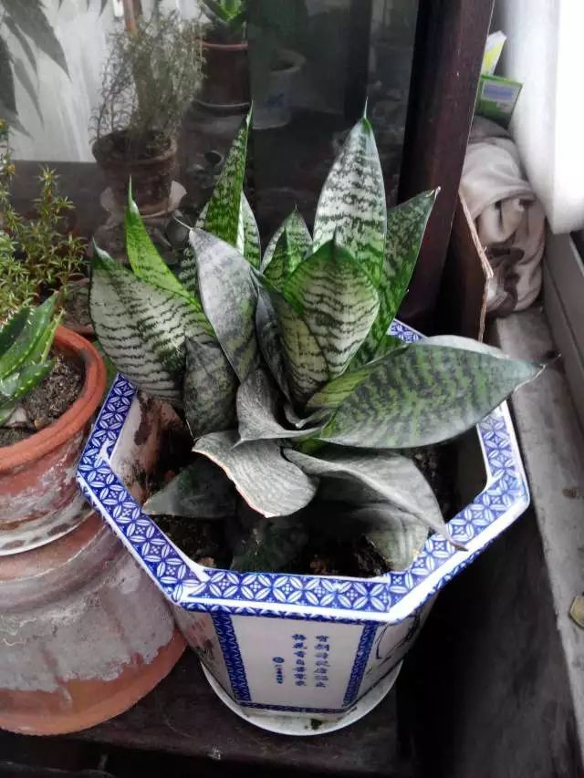 虎皮兰扦插分株 怎样都不嫌多