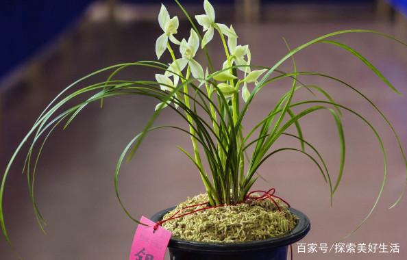 盆景推荐:兰花盆景 高雅别致飘逸灵秀 家中养护显格调