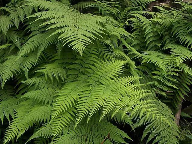 原来每种植物施肥方法都不同 怪不得总养不好 别再盲目施肥了