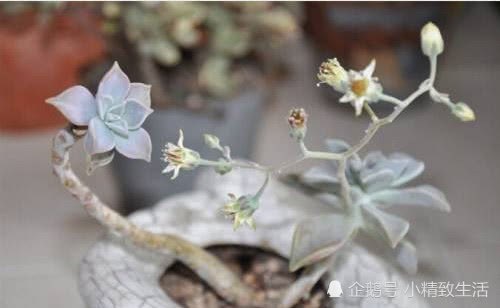 这8种随处可见的多肉植物极容易养 而且有颜值有味道 还能入药
