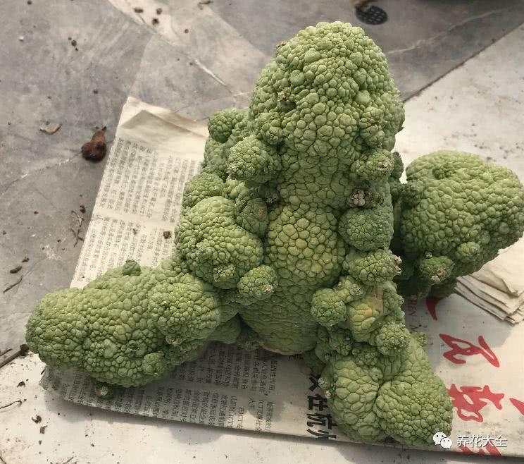 这些多肉 虽然长得离谱 却是肉界的爱马仕
