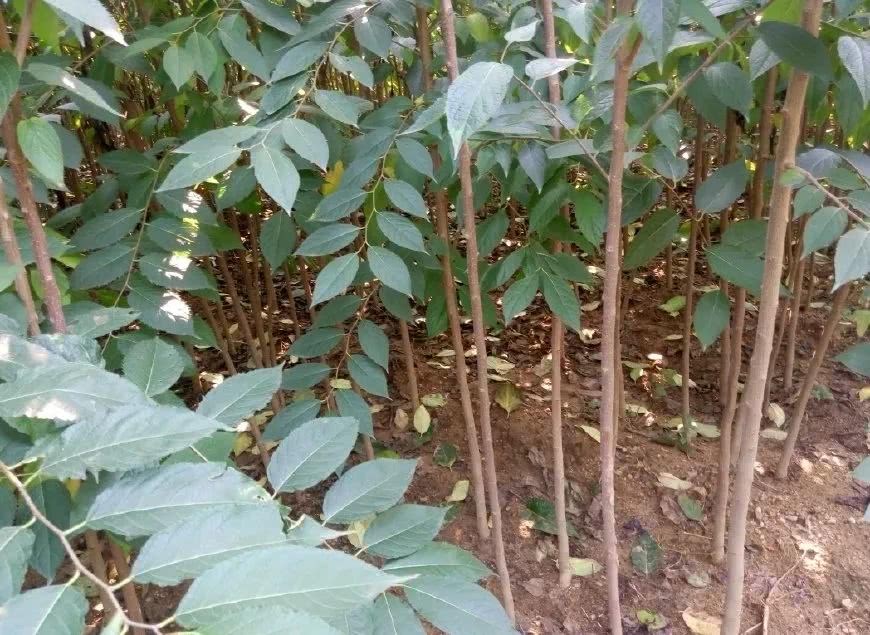 这种树不值钱 但树皮是稀罕物 内含银丝 有人靠卖树皮发财