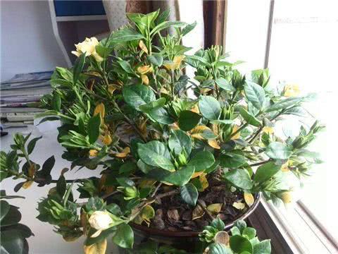 栀子花烂根要死了 教你1招 根壮叶绿猛开花