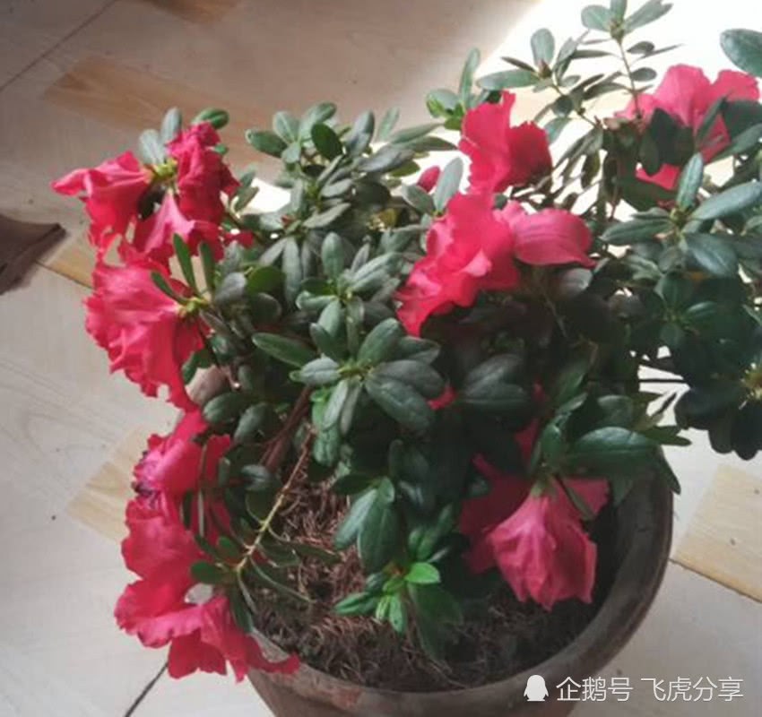 养花一定要用这个 比什么都好使 即使新手也不会把花养死