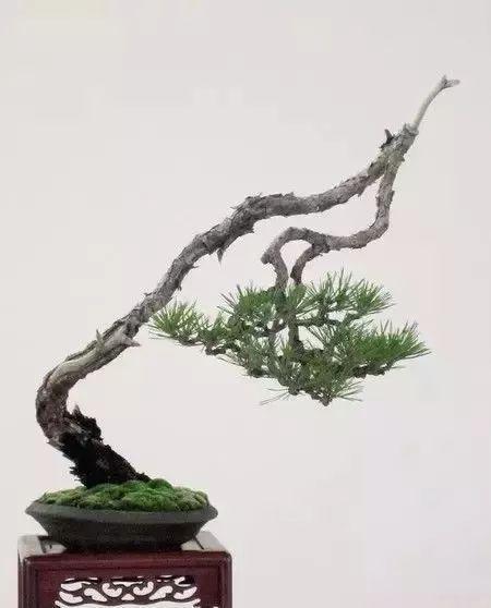 奇纵突兀话盆景