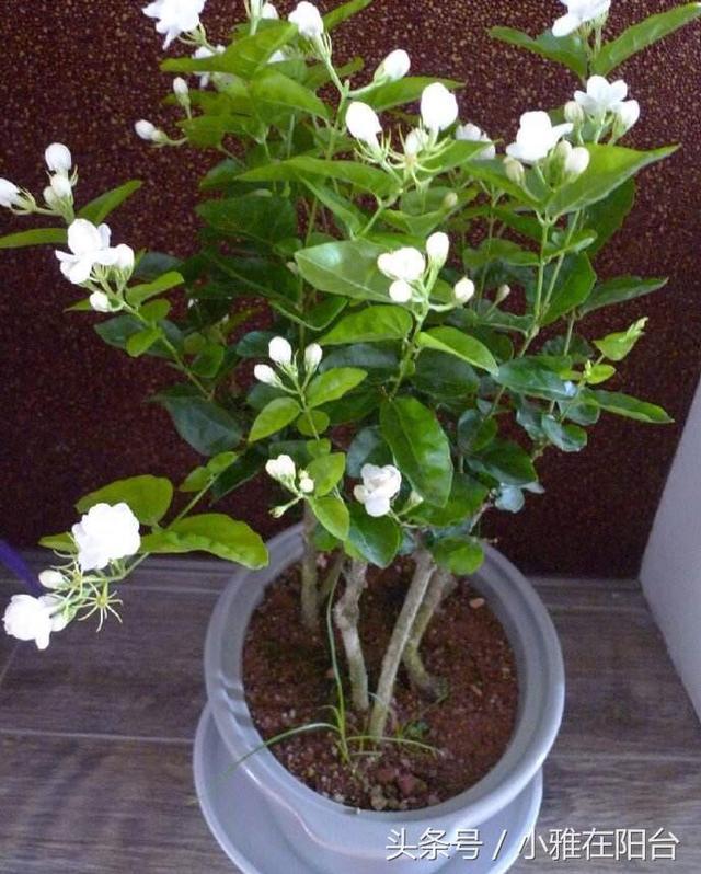 养茉莉花 注意这3个小技巧 花开了一茬又一茬 一朵又一朵