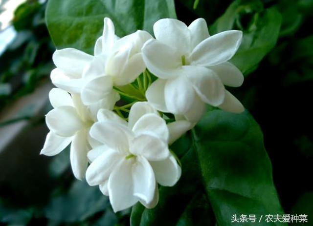 邻居养茉莉 只用这2招让它盆盆爆 花开不断