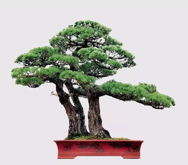 据说盆景高境界是这样的……