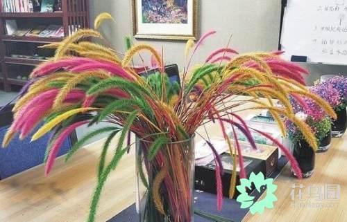 探秘滇南本草植物博物馆