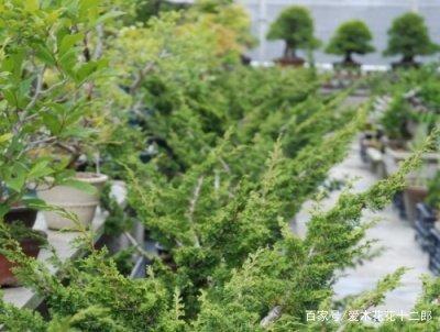 大师做盆景 下手就是狠 好好一棵树 转眼变枯木