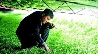 改变韭菜生产模式 开发盆景韭菜 一年卖一千万