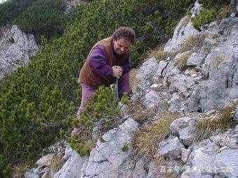 盆景欣赏:国外某挖桩大师囤积的下山桩 羡慕不死人