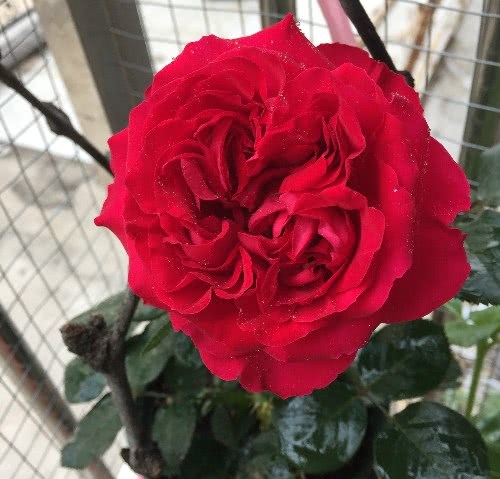 此花卉漂亮 花美色艳 香气四溢 花期长花量大 盆栽地栽佳品
