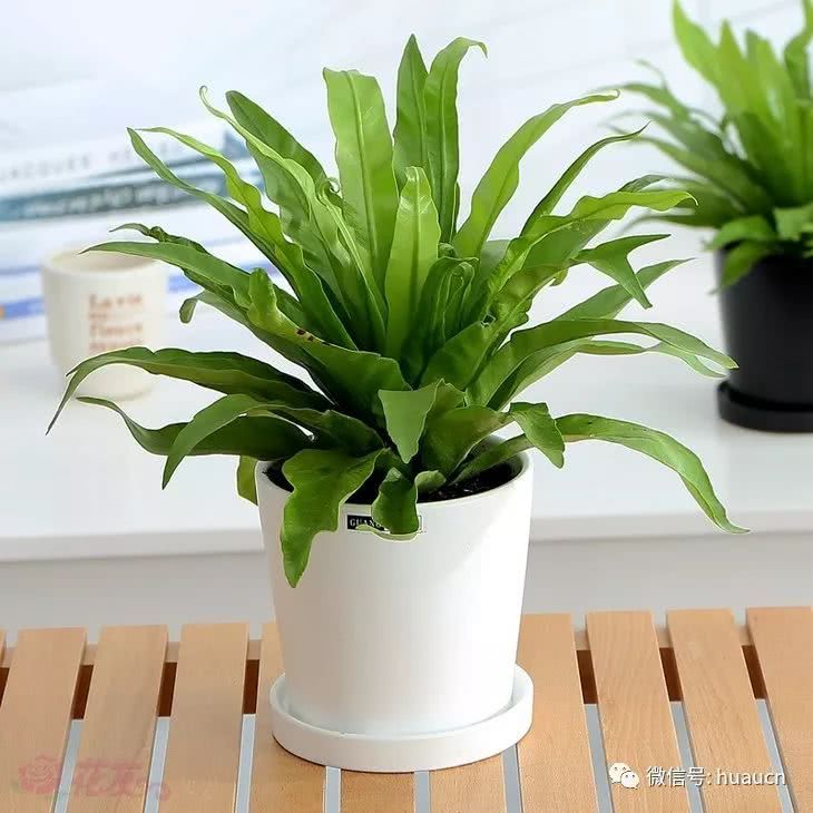 鸟巢蕨 蕨类观叶植物 吸甲醛防辐射净化空气 带盆栽好