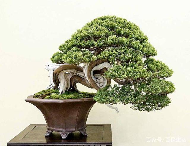 盆景欣赏:每一个盆景都美轮美奂 小编我都词穷了 自己细细品味