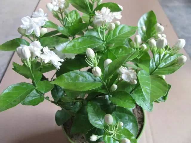 夏天 对茉莉做好这几件急事 茉莉就能蹭蹭不停长