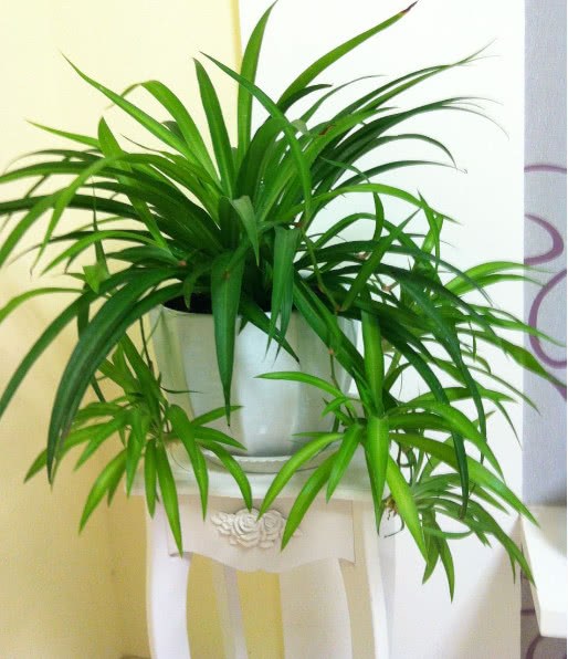 适合养护在室内的植物 对身体还有一定的好处 非常好养植