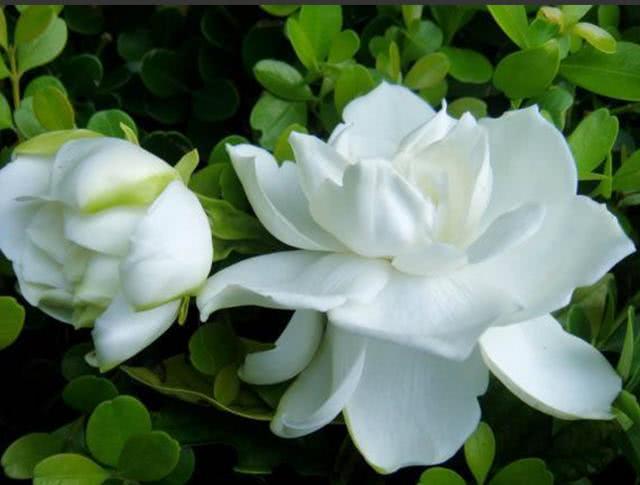 栀子花谢后这样修剪和养护 花苞一茬又一茬开不停 枝繁叶茂不再黄叶