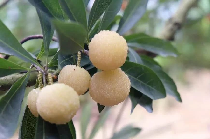 这种水果长得像水晶 十分稀有 比杨梅贵10倍 人称果中珍宝