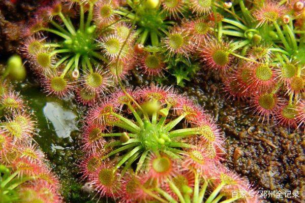 矛膏菜植株形态灵巧可爱 花朵也俏丽动人 可作为盆栽在家中种植