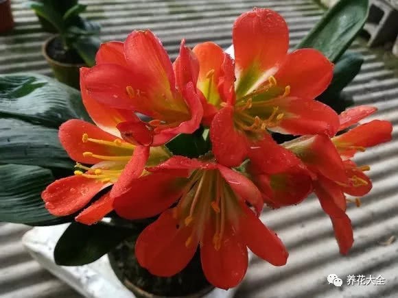 这8种兰 便宜好养活 花开满枝比兰花都美