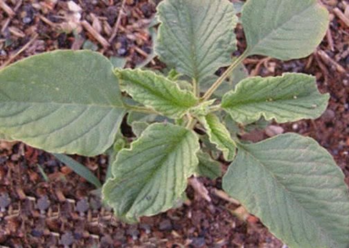 这几种野菜真是厉害了防癌治癌对抗菌消炎痛经也有功效哦