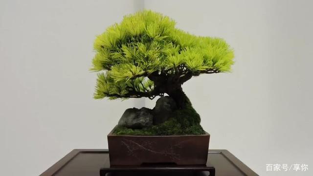 盆景:很有艺术特色的盆景作品 造型独特 有没有你喜欢的?
