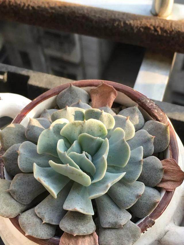 露养盆栽多肉 这时候一定要做的4件事
