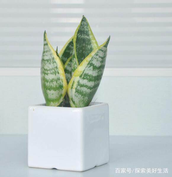 盆景推荐:6种网红植物盆栽 美得自然 与众不同