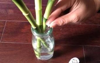 花店老板不黄叶法宝 过期小药片 兑水一浇 想发黄都难 猛开花