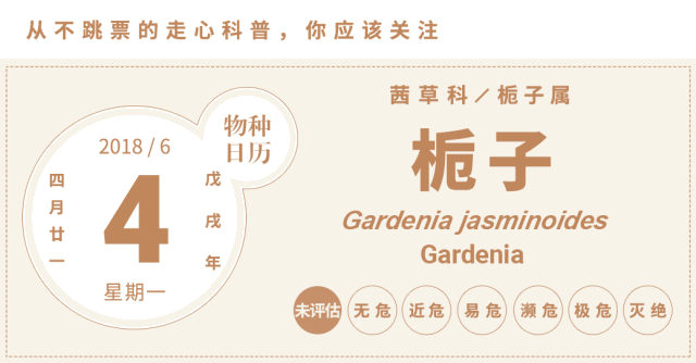 栀子花开 最早是凭什么出道的?