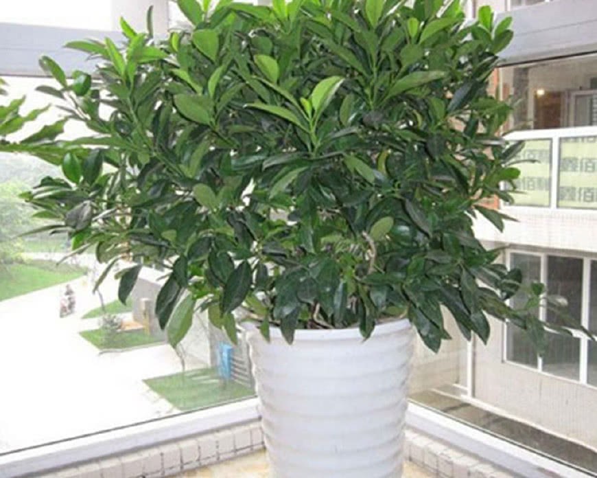 适合家养的植物 既美观大气又净化空气 你家的上榜了吗?