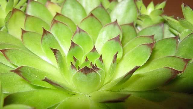 多肉养护方法 没注意这几点 难怪越养越瘦