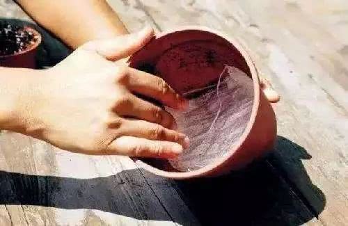花盆里扔个啤酒盖 再也不黄叶不烂根 叶片绿油油 开花特别多