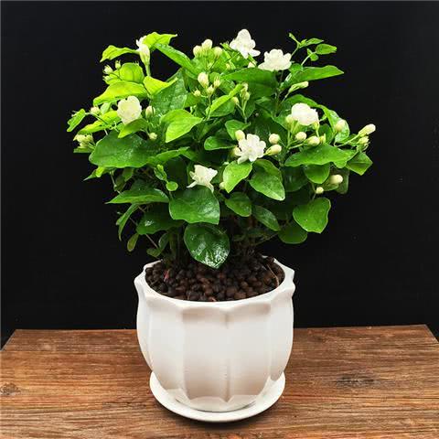 茉莉花的施肥技巧 叶片浓绿猛开花
