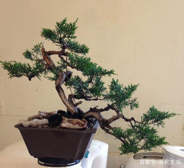 盆景欣赏:展览会上美丽的盆景 千姿百态 有你喜欢的吗?