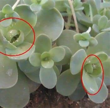 夏天养花 最容易生虫 大蒜食醋全用上 根治各种小飞虫
