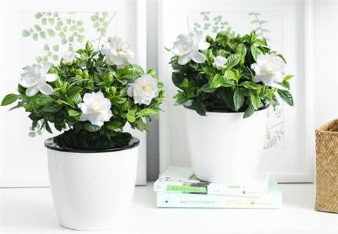 养爆栀子花的浇水技巧 蹭蹭疯长猛开花