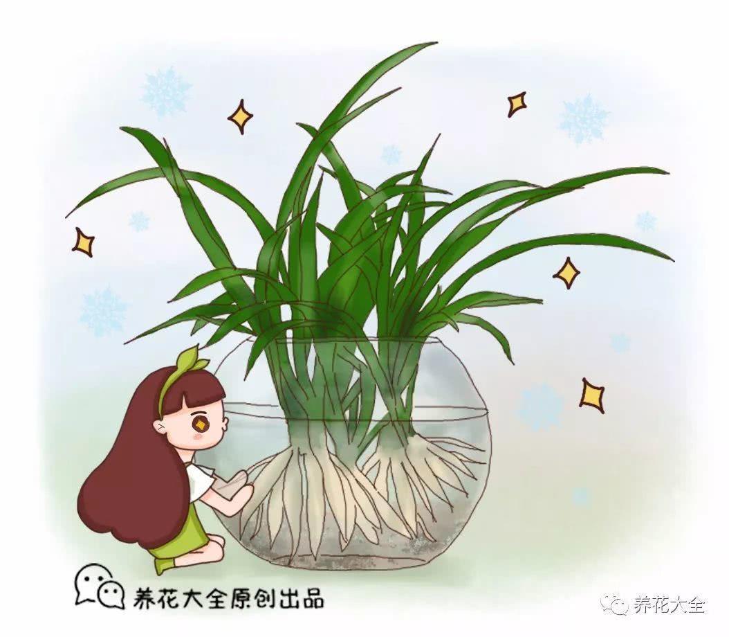 吊兰养根小秘诀 跟着花友学 大到花盆装不下